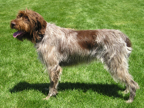 Wirehaired_Pointing_Griffon.jpg