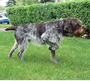 Wirehaired_Pointing_Griffon_Middle_Aged.jpg