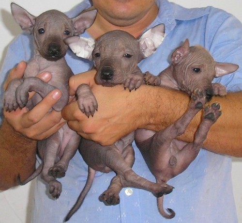 Xoloitzcuintli puppies