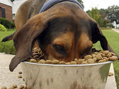 dog-eating-food2.jpg