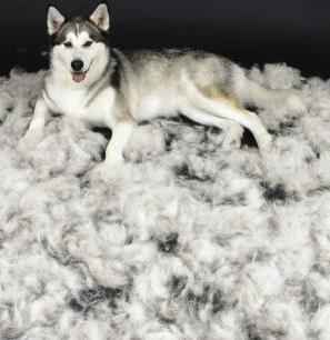 Tips To Managing Shedding Dogs