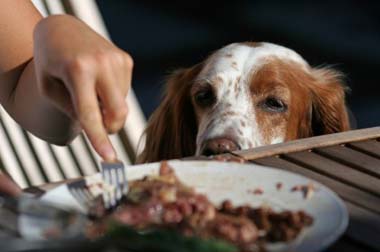 dog begging at table