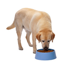 dog_eating.jpg