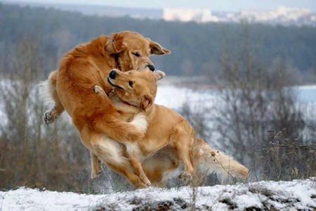 dogs wrestling