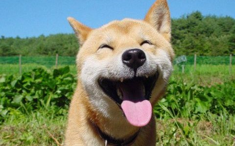 happiest dog