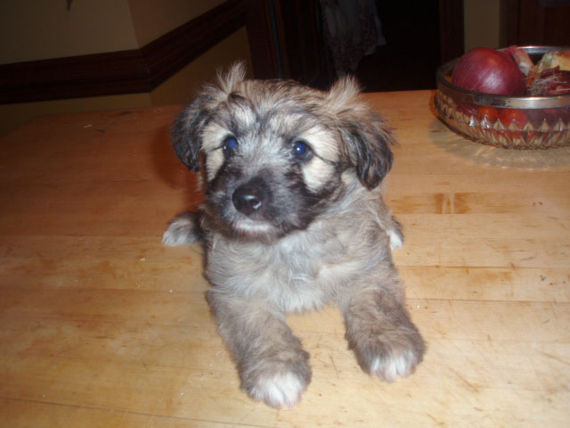 pyrenean sheepdog for sale