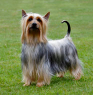 Silky Terrier pictures, information, training, grooming and puppies.