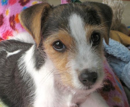 Parson Russell Terrier pictures, information, training, grooming and ...